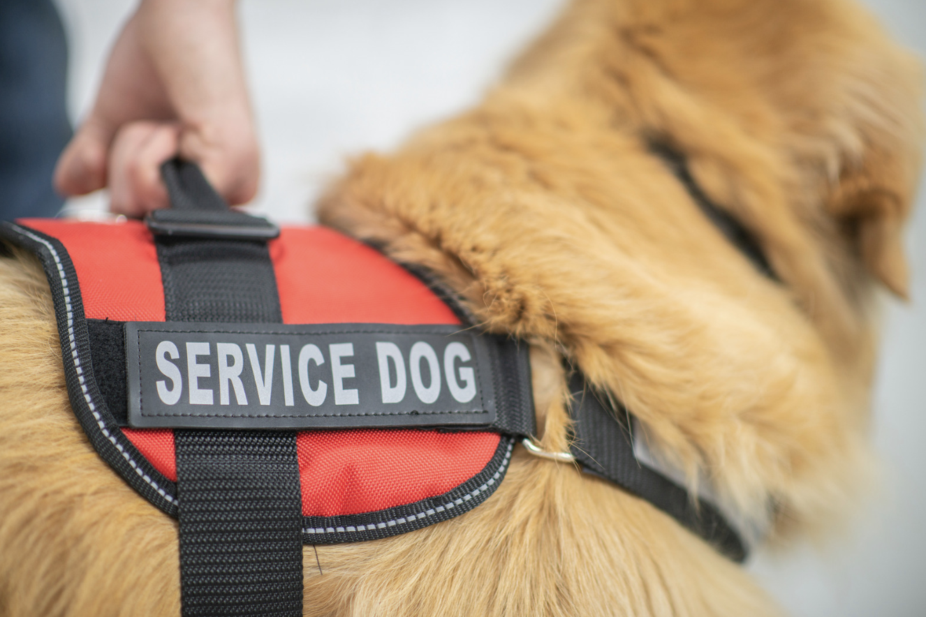 Social Security disability benefit payments can help you afford a service animal.